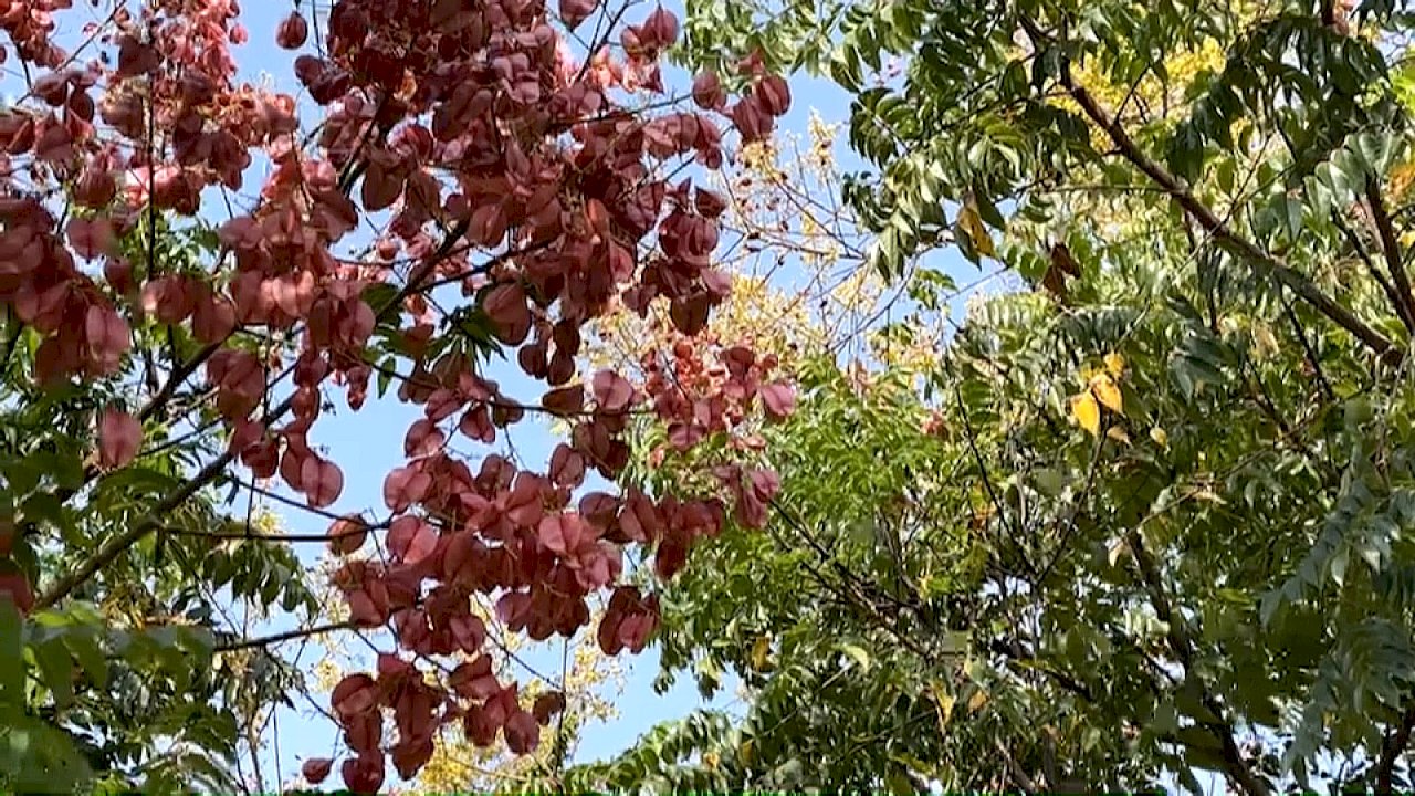 曁南大学のタイワンモクゲンジが開花、キャンパスはロマンチックなムードに