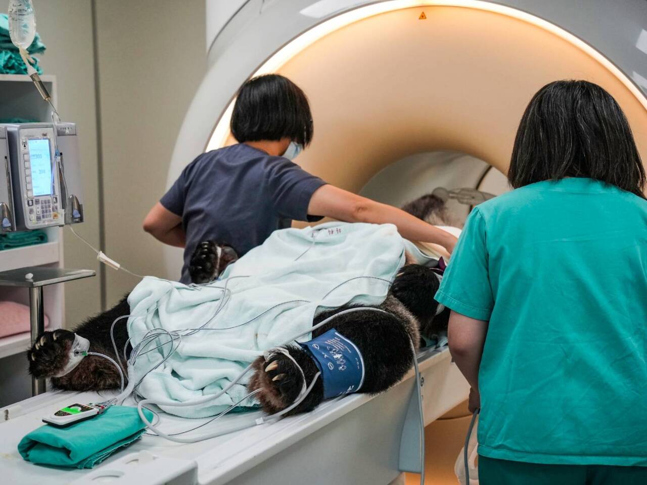 「團團」2度目のMRI検査、脳の悪性腫瘍の確立が増