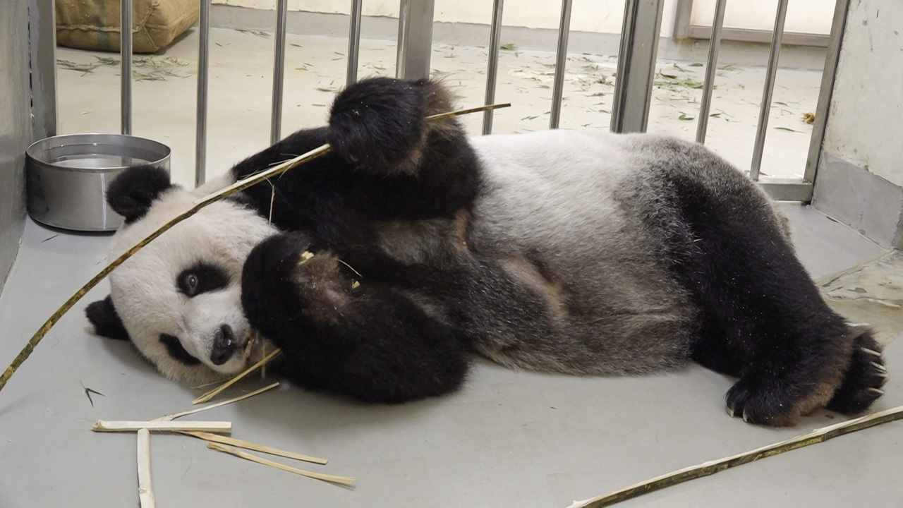 中国大陸の専門家、パンダの健康観察で訪台の見通し