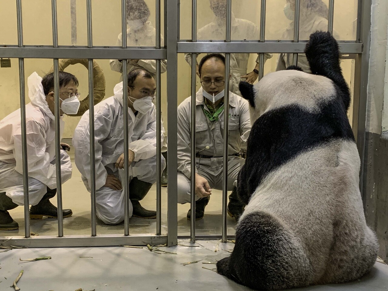 中国の専門家が「團團」の病状視察、北市動物園：政府の協力に感謝