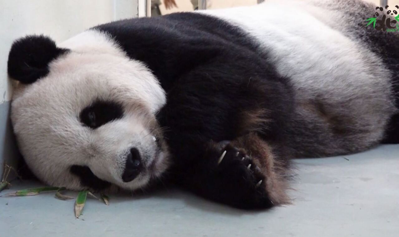 台北市立動物園のパパパンダ「團團」の病状は深刻、中国大陸の専門家来台