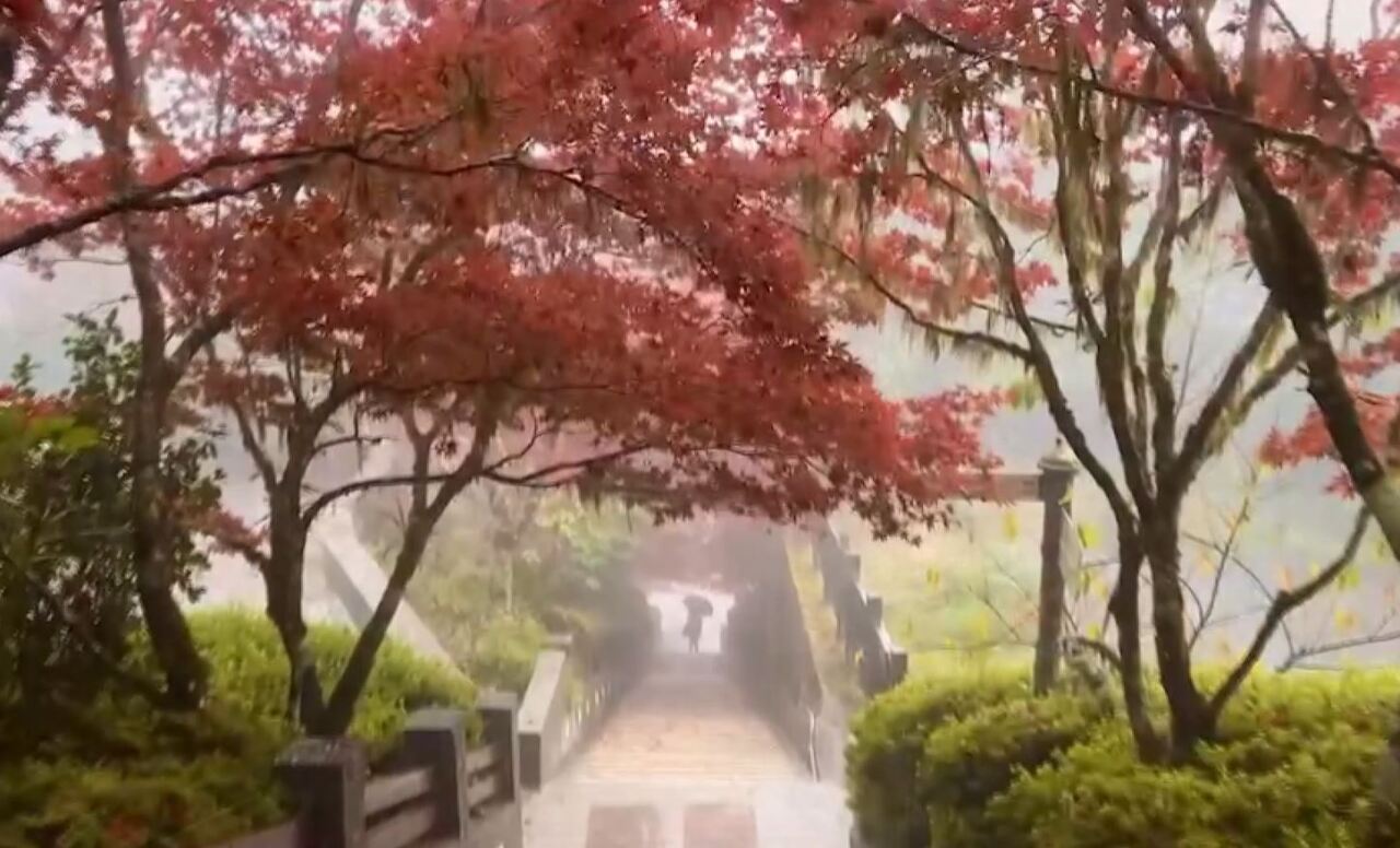 太平山のイロハモミジが色づき、幻想的な紅葉のトンネルに