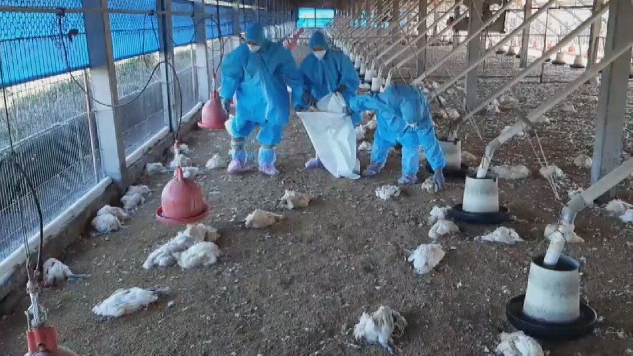 鳥インフルエンザの感染ピーク、今年累計38万羽超が殺処分