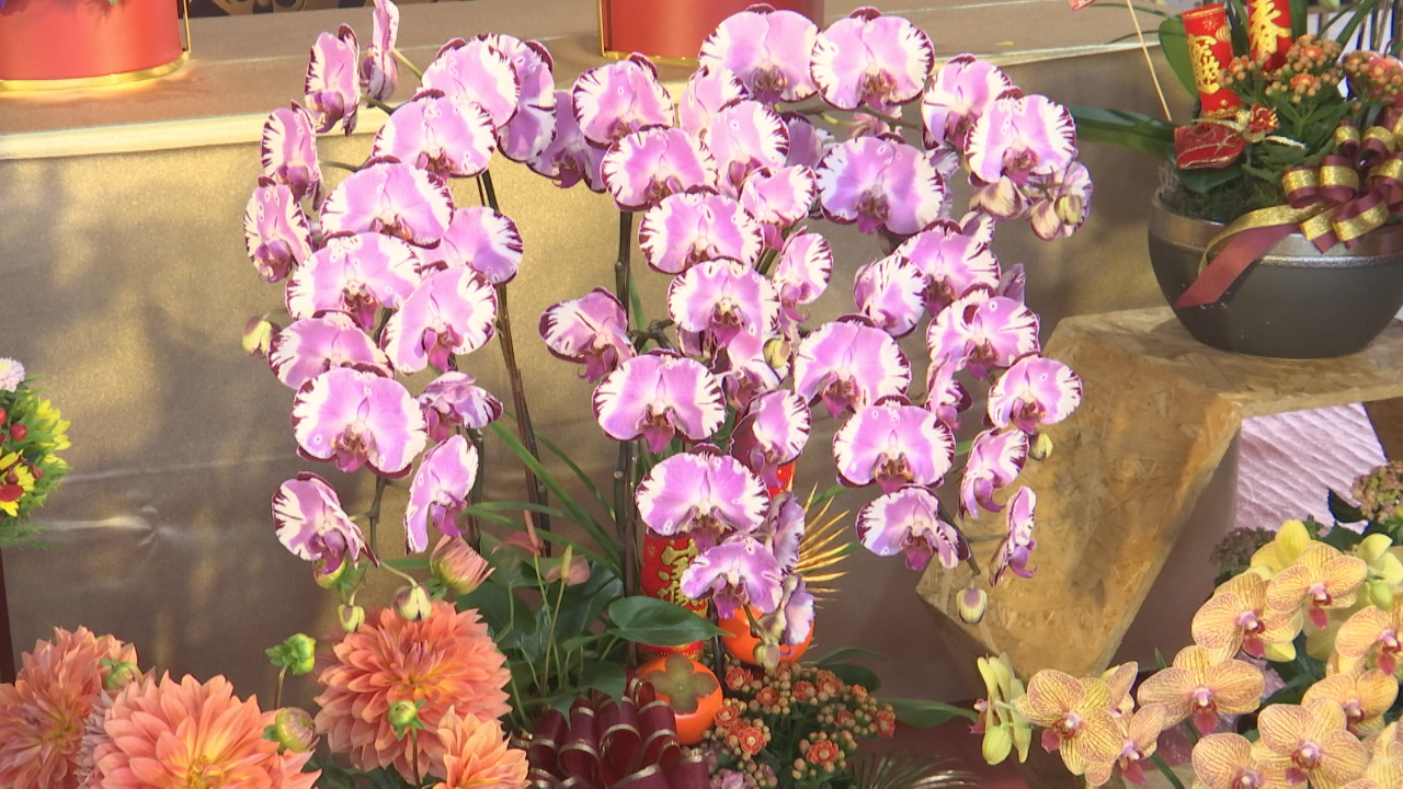 旧正月に向け花市が賑わい、ユリ・菊・胡蝶蘭が人気