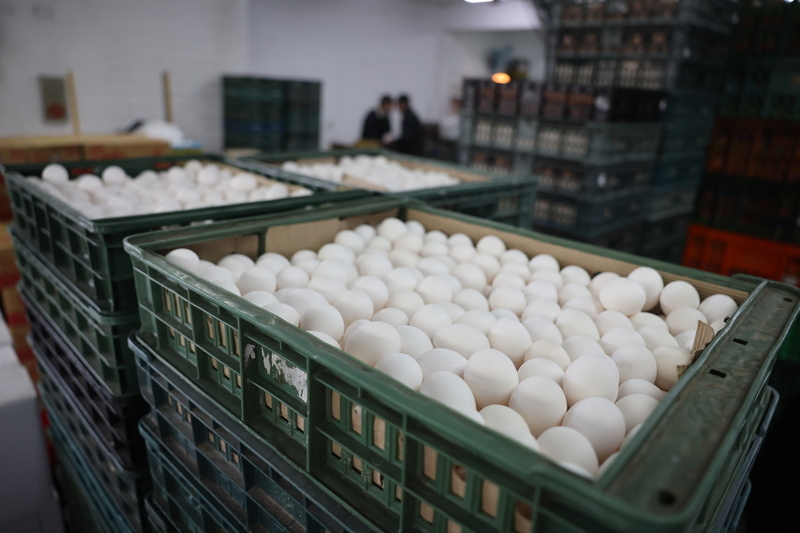 鶏卵卸売価格、3/6から過去最高値の55元に