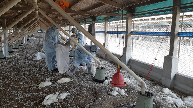 雲林の養鶏場で鳥インフル、1万6千羽を殺処分