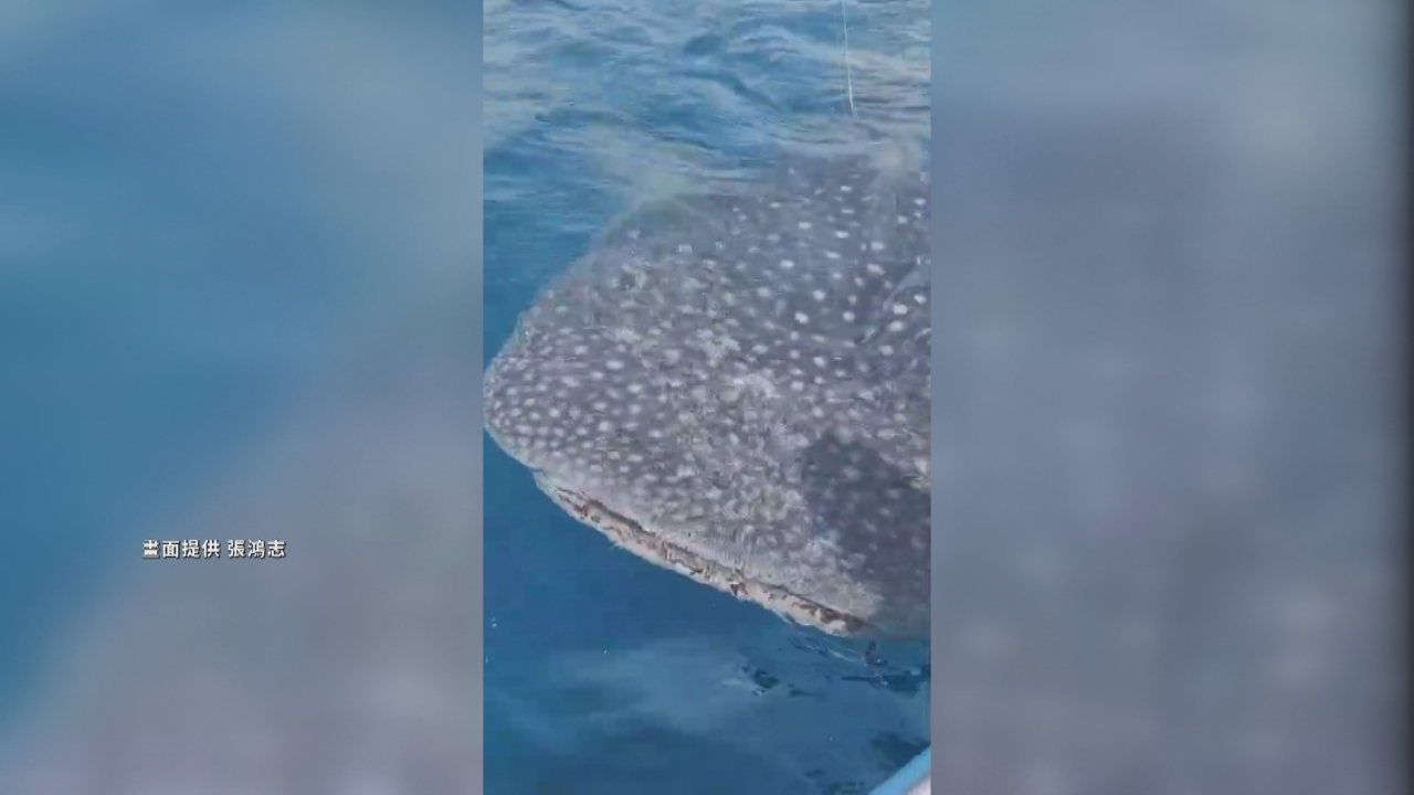 台東、花蓮に相次ぐ珍客！ジンベエザメ、マッコウクジラが出現