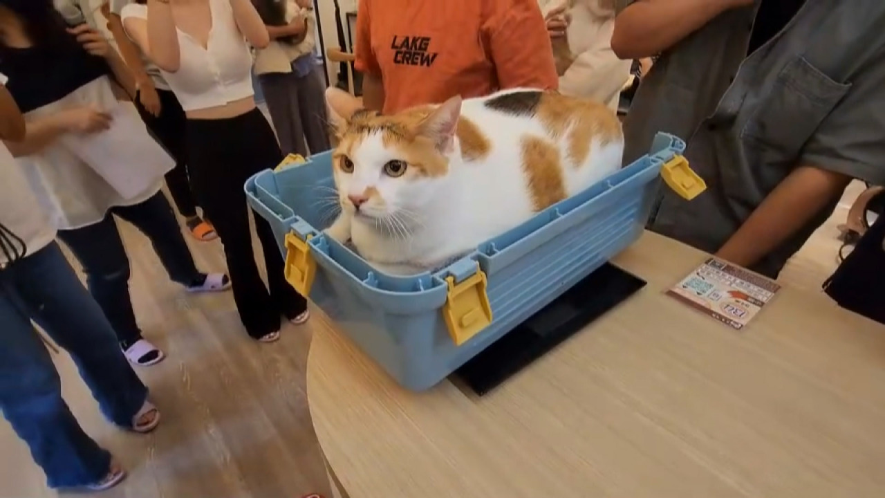 猫ファン必見！初のぽっちゃり猫コンテスト10.6キロの猫が優勝
