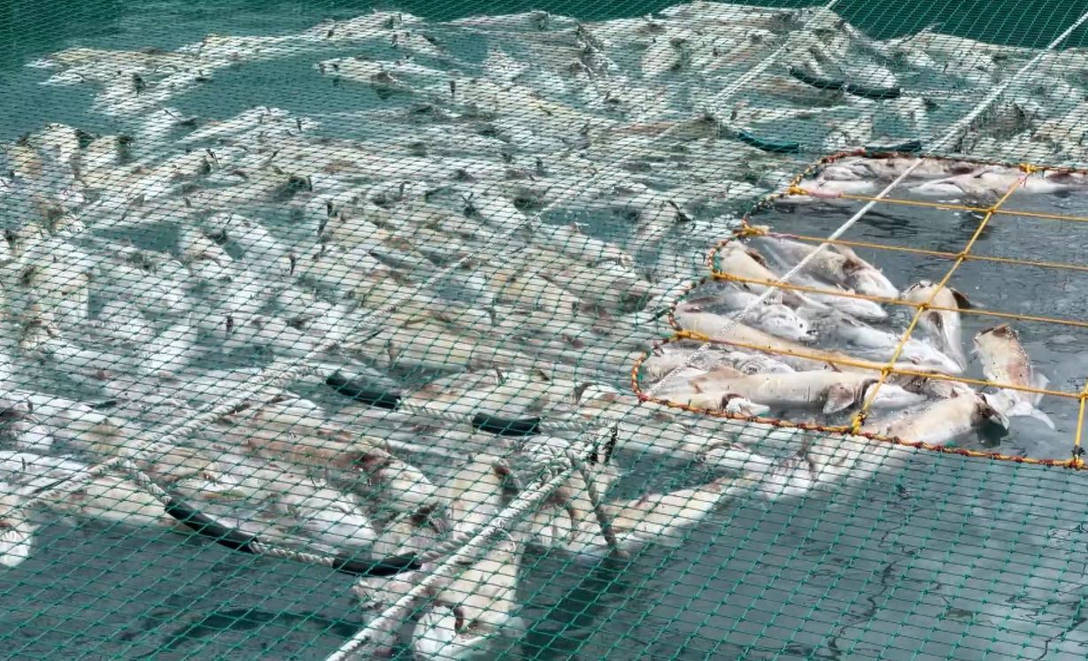 台風5号が澎湖島の養殖業を襲う、被害額は3千万元以上