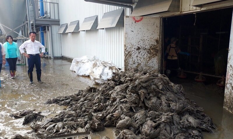 大規模な豪雨、嘉義県の鶏卵農家とパパイヤ農家が深刻な被害受ける