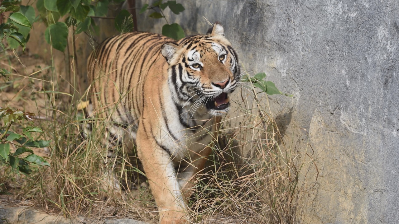 新竹市立動物園でトラがお披露目、多くの市民が駆け付ける