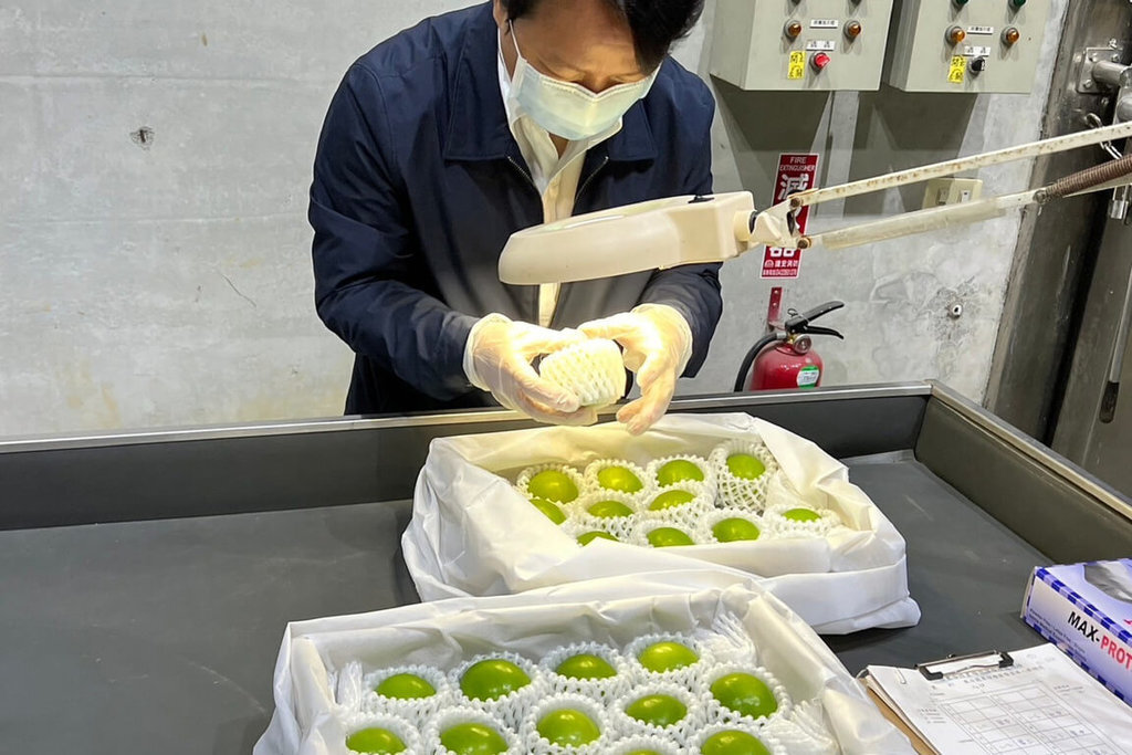台南産インドナツメ「蜜棗」今年初の日本向け空輸始まる