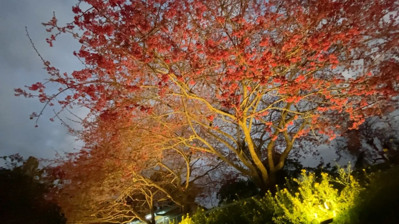 台湾中部・南投水里の桜の園、夜桜観賞が行われる