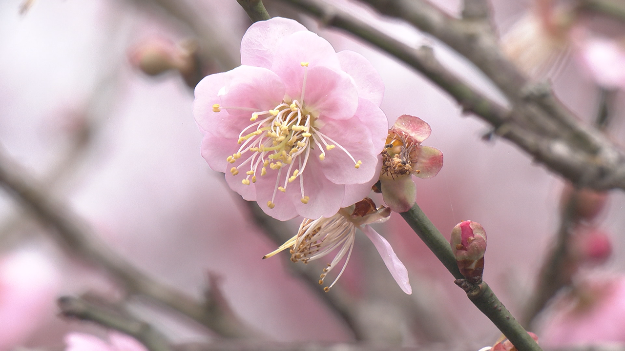陽明山の花見フェスが2/7から、平菁街に花見客殺到！
