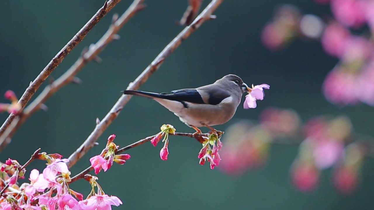 お花見の季節！南投県にピンクの桜の河、彰化県は黄金色の雨