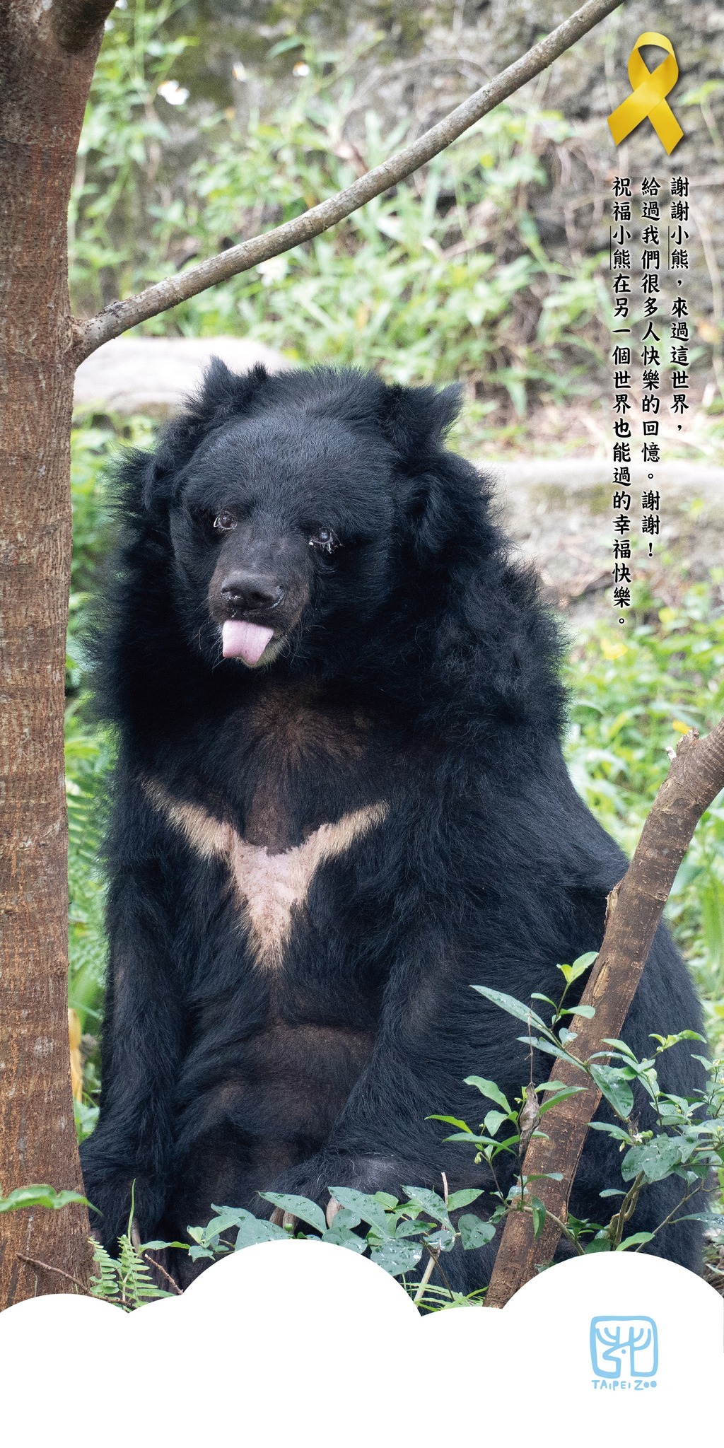 台北市立動物園で最年長のツキノワグマ、34歳で死ぬ