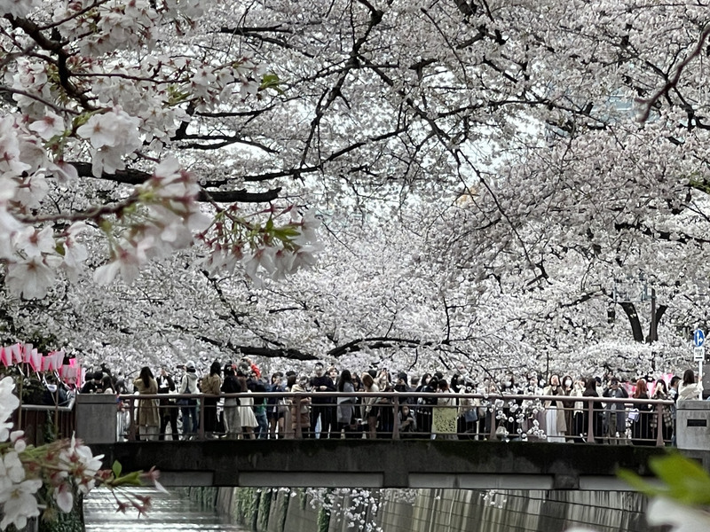 日本気象協会が桜開花予想を発表、東京と高知は3/19