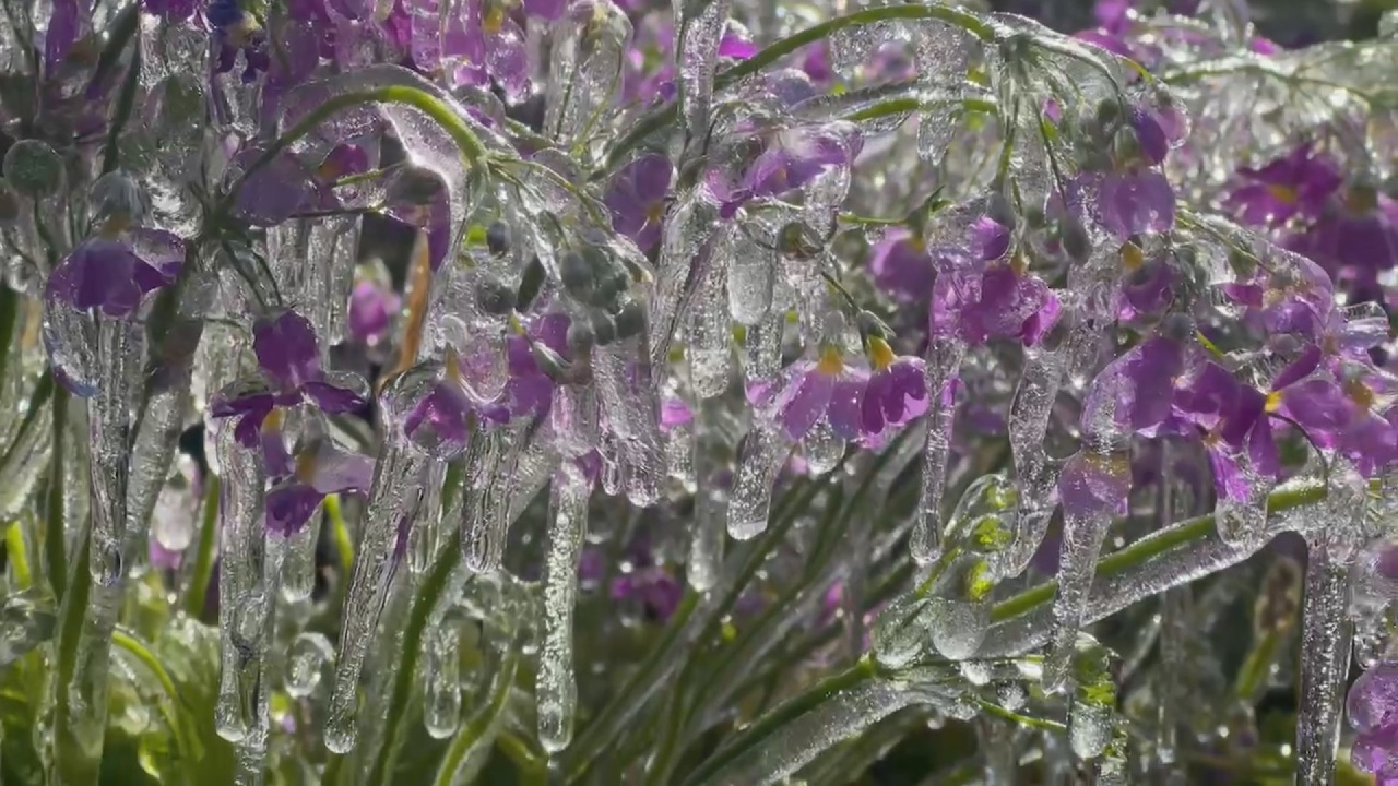 幻想的な美景！中部・武陵農場で「氷の花」