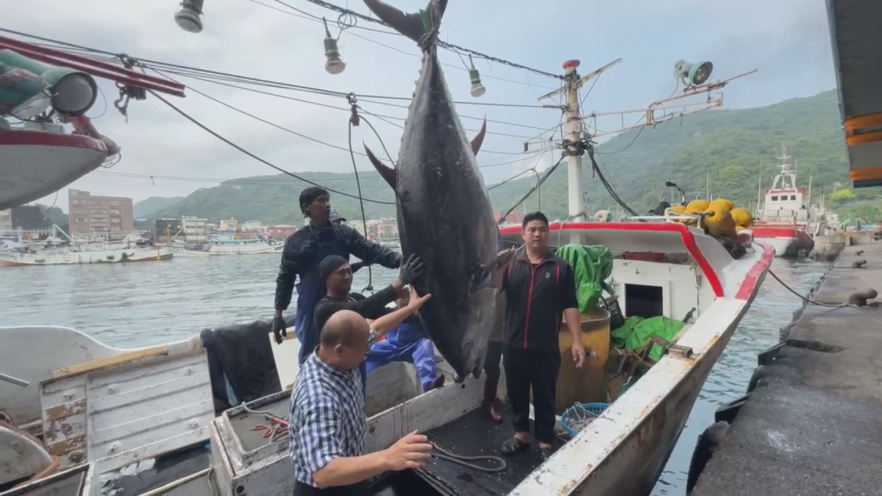 「台湾初マグロ」が宜蘭・蘇澳で水揚げ、269キロ