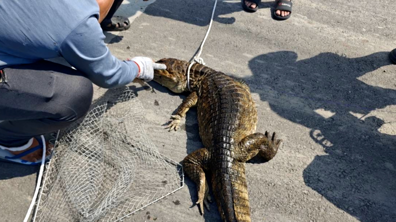 屏東で「2メートルのワニ」出現、3時間かけて捕獲！近隣水域にさらに5匹