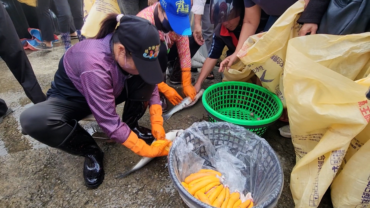 台湾中部・彰化県伸港、初物の養殖ボラ5,000匹が水揚げ