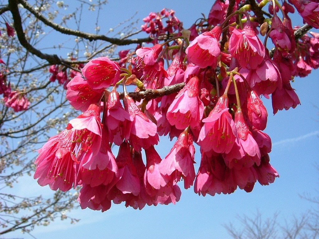 沖縄で平年より11日早く桜が開花、日本では今年初