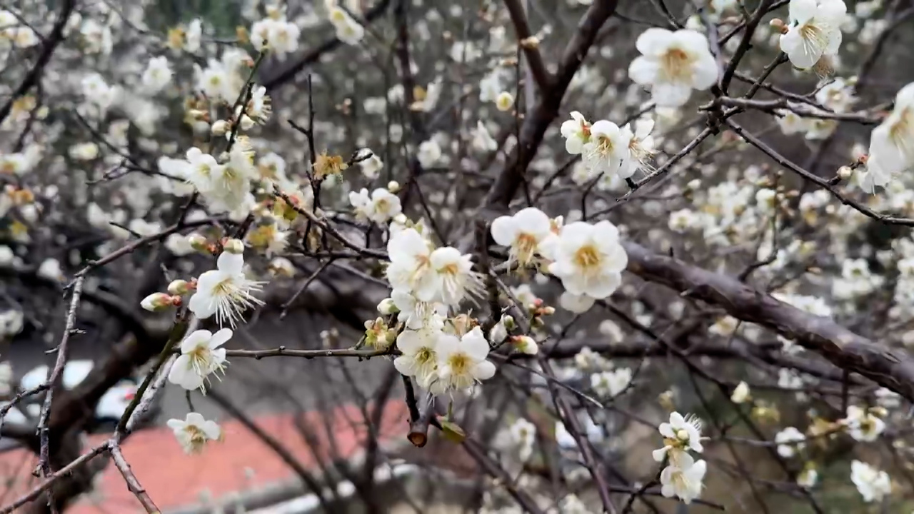 苗栗県泰安で梅の花が開花　穴場の「貓貍山公園」の梅スポットも必見