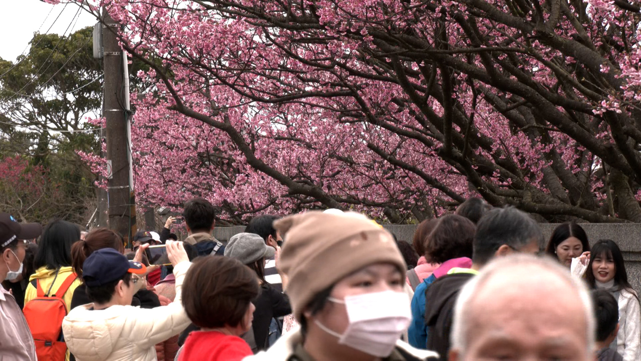 新春は花を楽しむ散策へ！陽明山の「最も美しい桜の小道」　大勢の人で賑わう