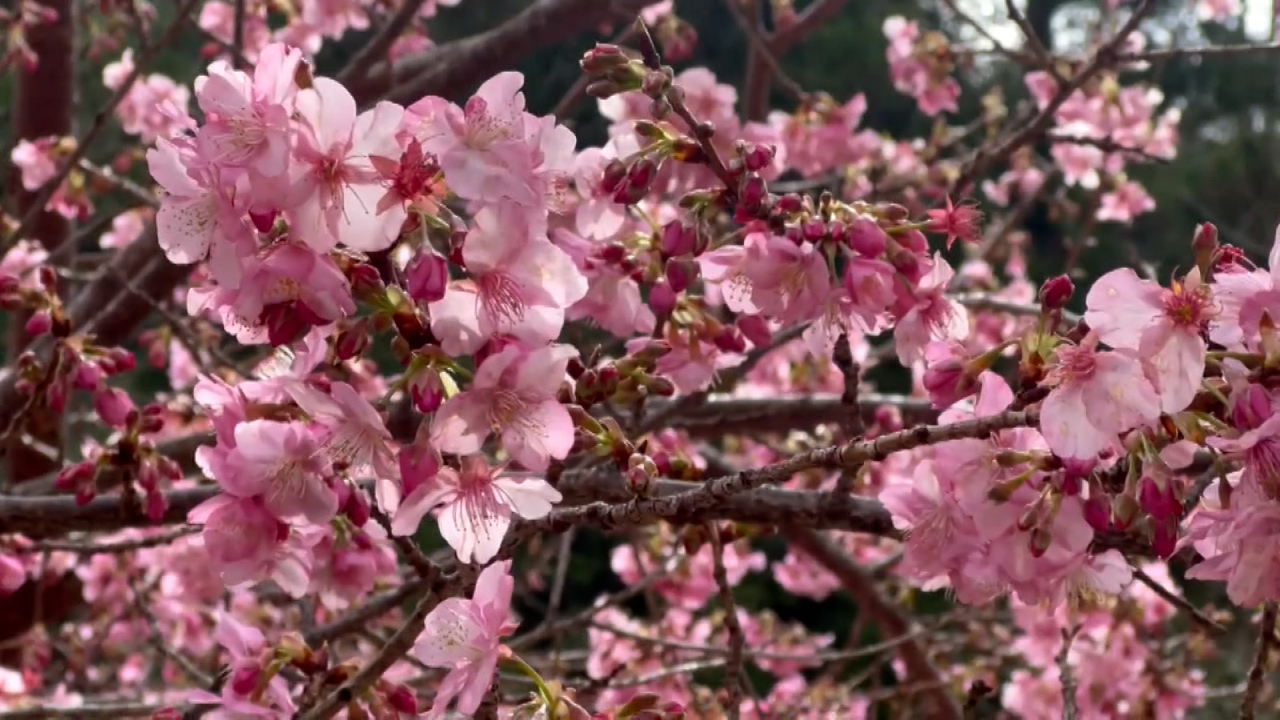 武陵農場の桜フェスがスタート、南投の遊園地でも桜が咲き誇る