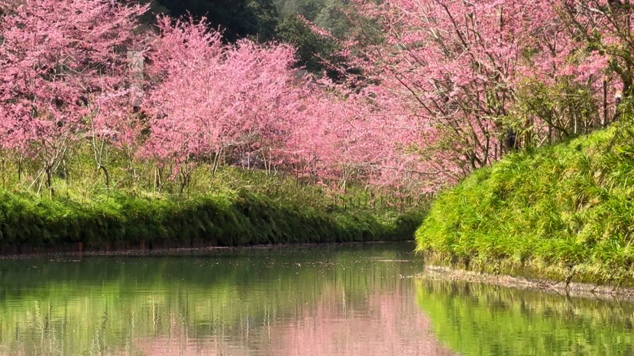 百花繚乱！杉林渓の桜と埔里のペトレアが見ごろに　中部・南投県
