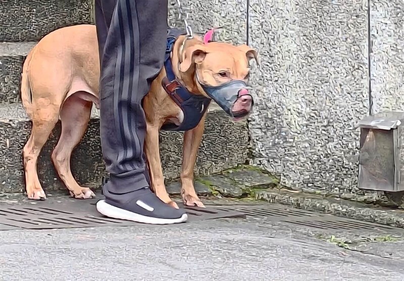 台湾ミニ百科 - 2025-04-02-【闘犬「ピットブル」襲撃事件を巡るあれこれ】