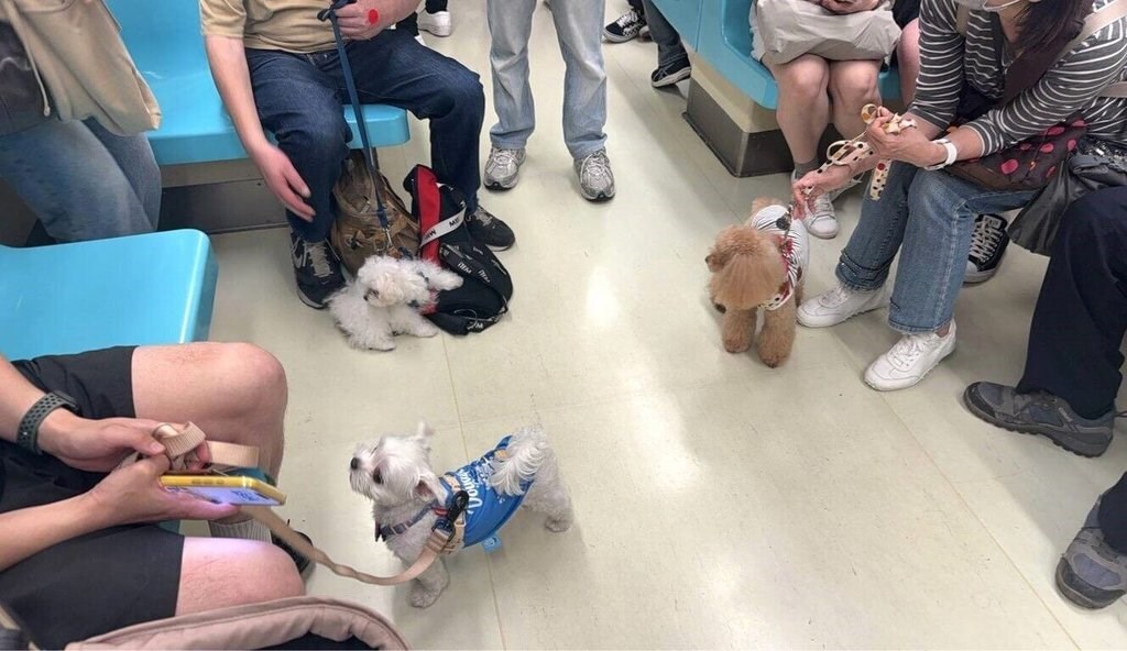 台湾ミニ百科 - 2025-04-30-【増加するペットに対応　台湾での「ペットに優しい取り組み」】